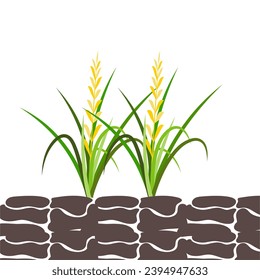 Illustration of Rice Plant Agriculture