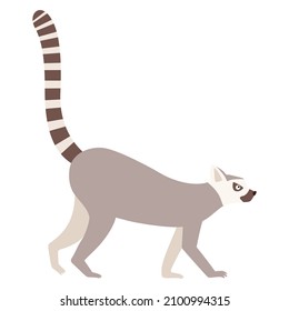 Illustration Of Ring Tailed Lemur (white Background, Vector, Cut Out)