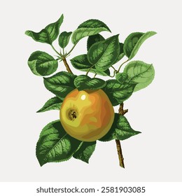 Illustration of a ripe apple on a branch with green leaves. The apple is yellow with a hint of red. The leaves are detailed, showcasing a realistic texture. Vintage fruit illustrations vector.