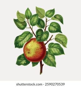 Illustration of a ripe apple on a branch with green leaves. The apple is red and yellow. The branch and leaves create a natural, organic look. Apple and leaves. Vintage fruit illustration vector.