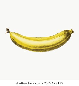 Illustration of a ripe banana. Yellow banana with a smooth peel. Banana drawing with a realistic texture. Fresh banana art, isolated element. Vintage plant vector element.