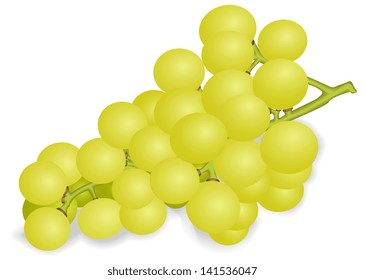 Illustration of a ripe bunch of white grapes on a white background