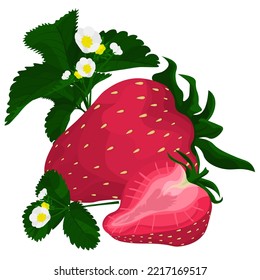 Illustration of ripe juicy strawberry with slices, leaves and flowers. Healthy sweet berry. Flat illustration style. Isolated on white background.	