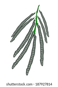 An Illustration of Ripe Mung Bean Pods Hanging on A Twig, Used in Both Sweet and Savory Recipes. 