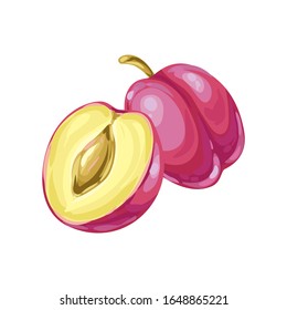 Illustration of ripe plum and slice. Summer fruit in decorative style.