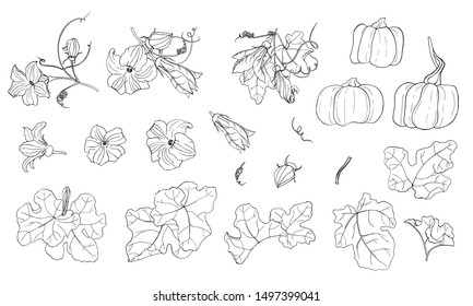 Illustration With Ripe Pumpkin, Leaves, Bud, Stems And Flowers. Autumn Vector Set Of Isolated Black And White Elements On White Background. Interesting Silhouette For Your Zenart Or Coloring Book