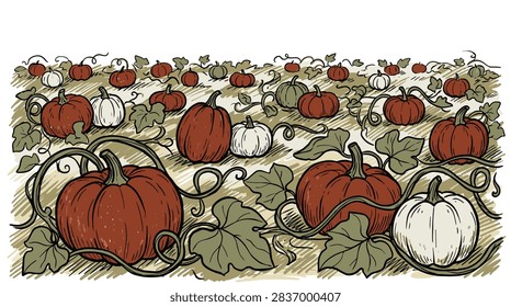 Illustration of ripe pumpkins some red and some white growing on vines with green leaves during autumn harvest