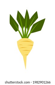 Illustration of ripe sugar beet. Agricultural stylized plant.