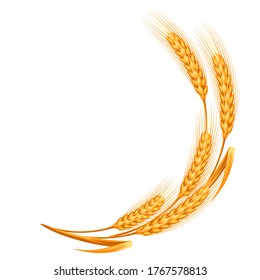 Illustration of ripe wheat ears. Agricultural natural emblem.
