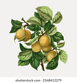 Illustration of ripe yellow plums on a branch. Plums surrounded by lush green leaves. Detailed plum and leaf design. Plums and leaves on a white background. Vintage art, isolated vector element.