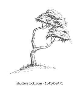 
Illustration rocky landscape, pine tree.Sketch Landscape of nature Asia.japanese whitepine bonsai.