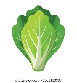 Illustration of Romaine lettuce on white