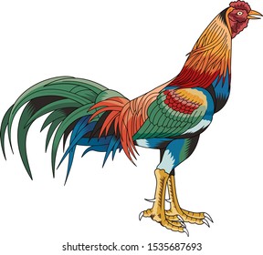 Illustration of a rooster in color