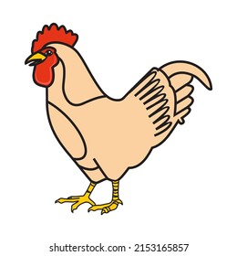 Illustration of a rooster, rooster, colored, free-range chicken,