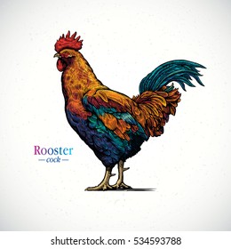 Illustration of a rooster in a graphical style and painted in color, hand drawn Illustration.