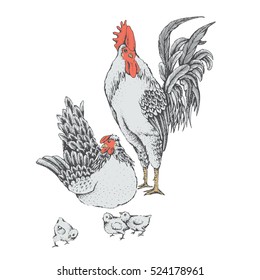 Illustration rooster and hen. Series of farm animals. Graphics, sketch, hand drawing birds family. Rooster fighter and a bully, ready to defend brood and chicken. Vintage engraving style. Family day