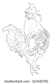 illustration with rooster silhouette isolated on white background