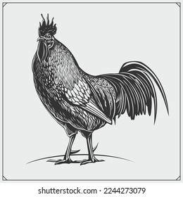 Illustration of rooster. Vector Black and white.