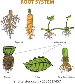 illustration of root system diagram - vector