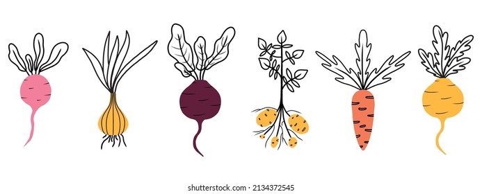 Illustration of a root vegetable. Onion, radish. beets, turnips, carrots, potatoes. Set of vegetables. Root types. Vector illustration in doodle style.