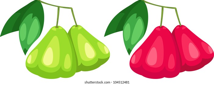 illustration rose apple vector file on White background