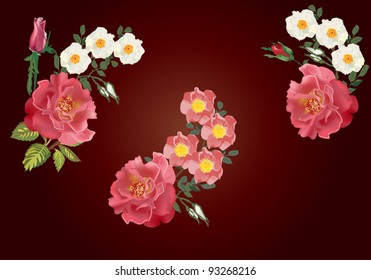 illustration with rose and brier flower decoration