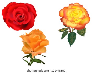 illustration with rose decoration isolated on white background