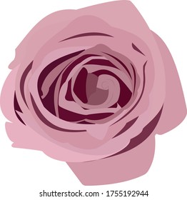 It's a illustration of rose flower.