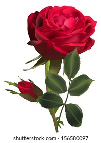 illustration with rose flower isolated on white background
