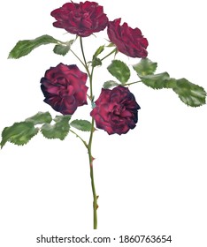 illustration with rose flower isolated on white background