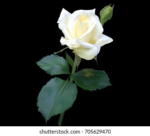 illustration with rose flower isolated on black background