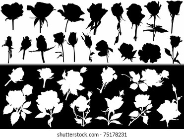 illustration with rose flower white and black silhouettes collection