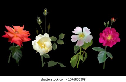 illustration with rose flowers isolated on black background