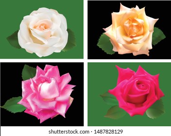 ilustración con flores rosadas aisladas en fondo negro y verde