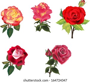 illustration with rose flowers isolated on white background