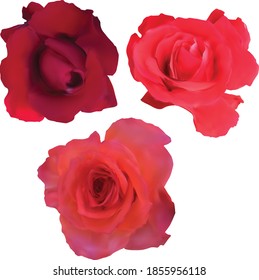 illustration with rose flowers isolated on white background