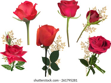 illustration with rose flowers isolated on white background