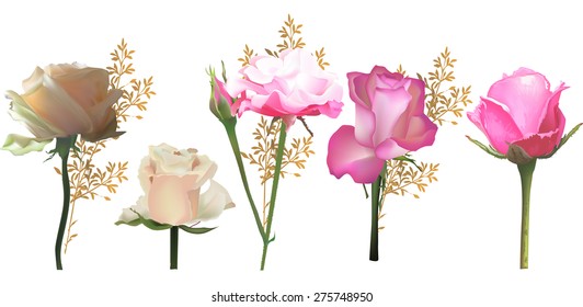 illustration with rose flowers isolated on white background