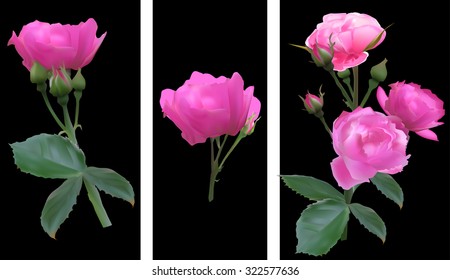 illustration with rose flowers isolated on black background