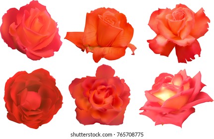 illustration with rose flowers isolated on white background