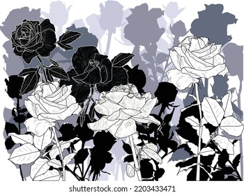 illustration with rose group sketch isolated on white background