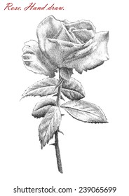 illustration with rose on white background. hand draw.