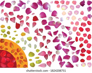 illustration with rose petals isolated on white background
