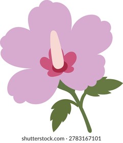The illustration of rose of Sharon