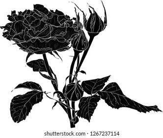 illustration with rose sketch isolated on white background