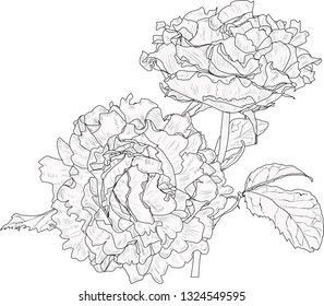 illustration with rose sketch isolated on white background