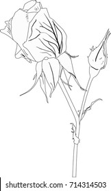 illustration with rose sketch isolated on white background