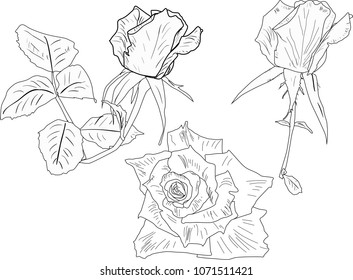illustration with rose sketches isolated on white background