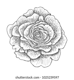 Illustration with rose. Vector. Hand drawn ink style