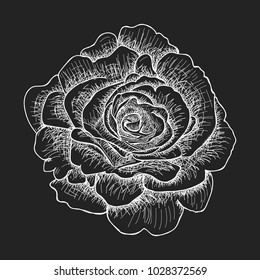 Illustration with rose. Vector. Hand drawn black background